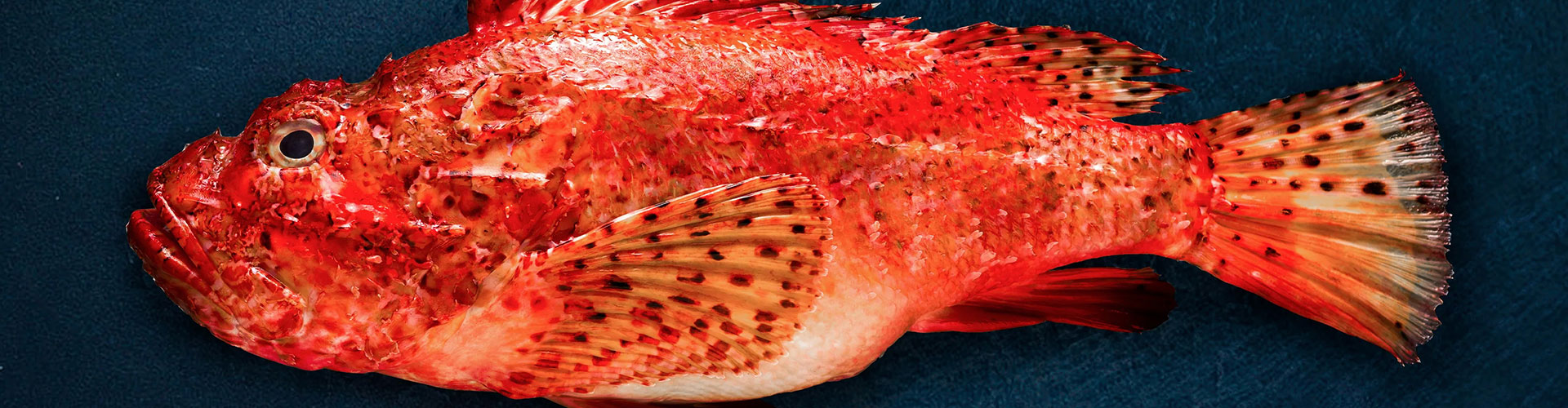 Valle Roberto : commercio di prodotti ittici per la ristorazione